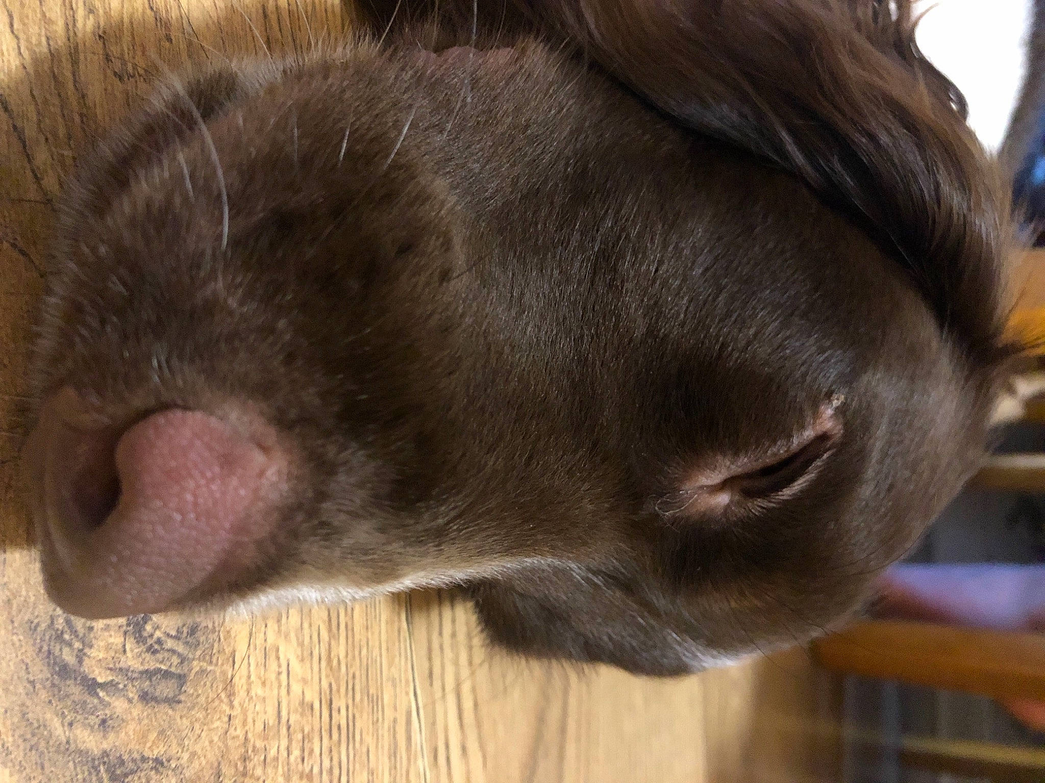 Buddy joined the competition — help win amazing prizes! canidae, carnivore, close_up, companion_dog, dog, dog_breed, ear, fawn, fur, head, liver, mammal, natural_material, snout, sporting_group, terrestrial_animal, vertebrate, whiskers, wood, working_animal