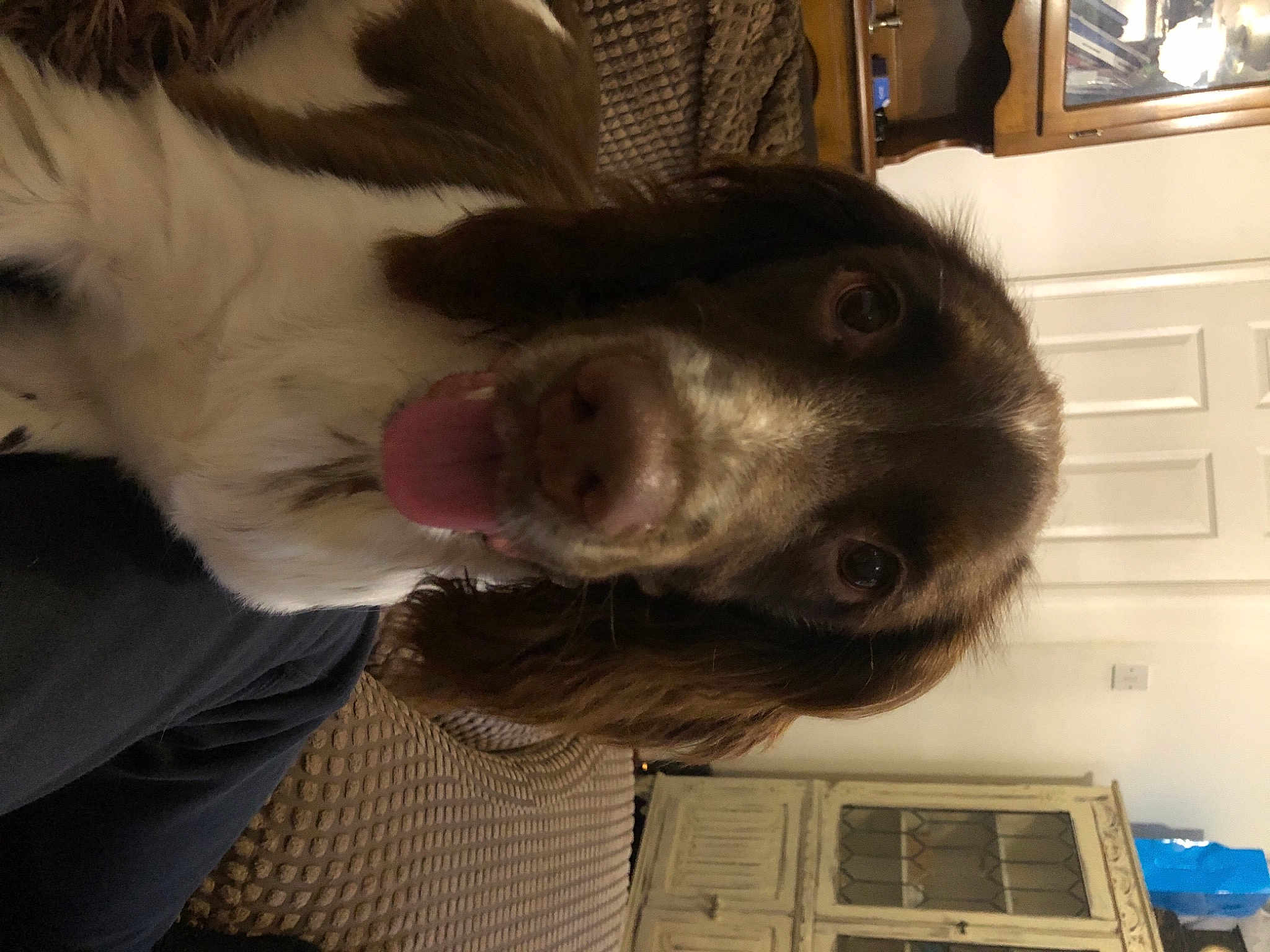 Buddy