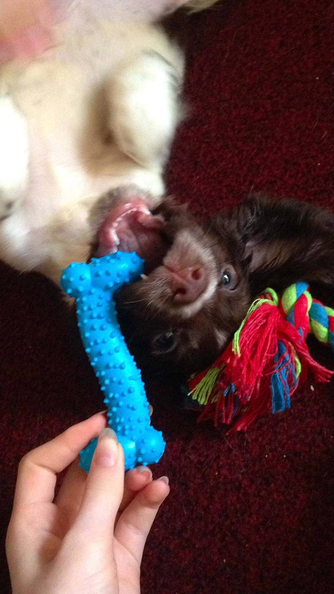 Buddy is registered to the contest to win money with this photo: companion_dog, dog_breed, dog_supply, electric_blue, fashion_accessory, fawn, finger, foot, fur, gesture, liver, magenta, nail, paw, tail, thumb, toy, toy_dog, whiskers, wool