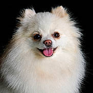 Bella a rejoint le concours — aidez-le/la à gagner de superbes lots ! dog, pomeranian, fluffy, white, pet, animal, portrait, studio, happy, tongue_out, cute, furry, small_dog, canine, companion, isolated, smiling, domestic_animal, friendly, mammal