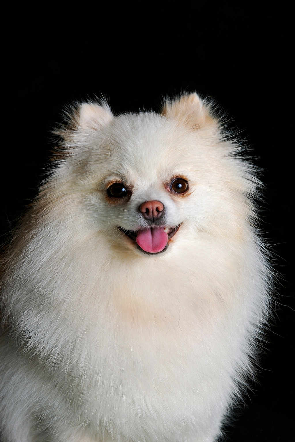 Bella a rejoint le concours — aidez-le/la à gagner de superbes lots ! dog, pomeranian, fluffy, white, pet, animal, portrait, studio, happy, tongue_out, cute, furry, small_dog, canine, companion, isolated, smiling, domestic_animal, friendly, mammal