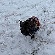 Kaytee joined the competition — help win amazing prizes! dog, small_dog, black_dog, snow, winter, outdoor, pet, curious, looking_up, sweater, colorful, striped, cold, animal, fur, cute, canine, playful, winter_clothing, nature