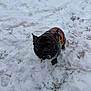 dog, small_dog, black_dog, snow, winter, outdoor, pet, curious, looking_up, sweater, colorful, striped, cold, animal, fur, cute, canine, playful, winter_clothing, nature