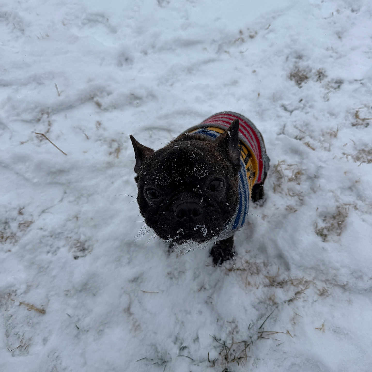 Kaytee joined the competition — help win amazing prizes! animal, black_dog, canine, cold, colorful, curious, cute, dog, fur, looking_up, nature, outdoor, pet, playful, small_dog, snow, striped, sweater, winter, winter_clothing