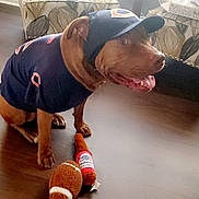 Simba joined the competition — help win amazing prizes! dog, pet, indoor, plush_toy, football_toy, beer_bottle_toy, hat, jersey, floor, furniture, chair, table, window, light, brown_dog, happy, sitting, home, decor, cozy