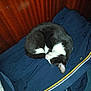 Athéna participe au concours pour gagner de l'argent avec cette photo : animal, bedroom, black_and_white, cat, cozy, curled_up, cute, domestic_cat, fabric, fur, indoor, jacket, nap, pet, quiet, resting, sleeping, soft, whiskers, wood