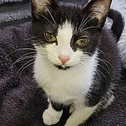 Athéna participe au concours pour gagner de l'argent avec cette photo : animal, black_and_white, cat, close_up, companion, curious, cute, domestic_cat, ears, feline, fur, indoor, kitten, looking_at_camera, pet, pink_nose, sitting, soft_blanket, whiskers, young_cat