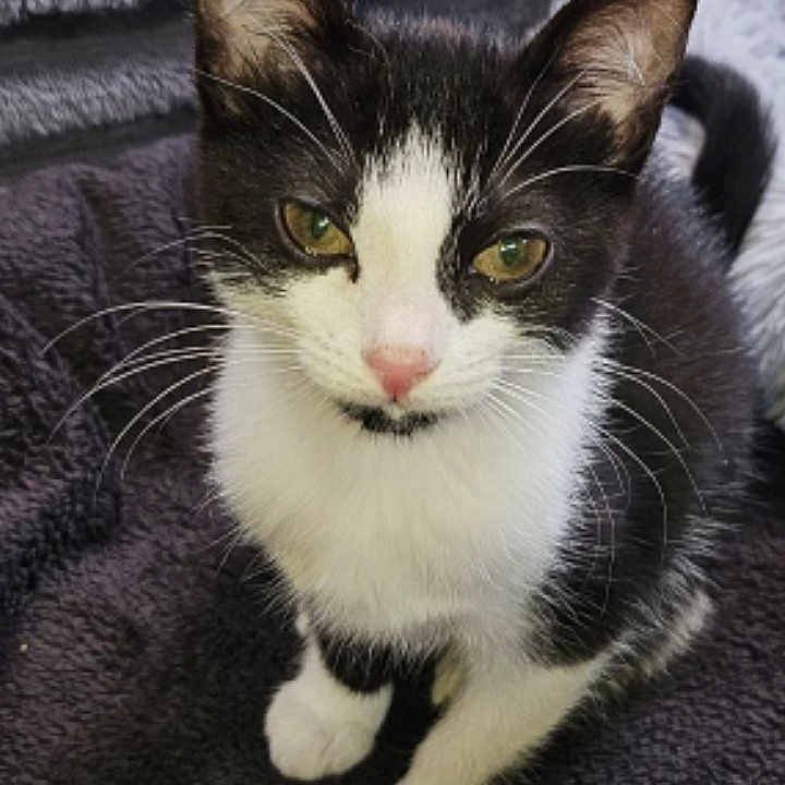 Athéna participe au concours pour gagner de l'argent avec cette photo : animal, black_and_white, cat, close_up, companion, curious, cute, domestic_cat, ears, feline, fur, indoor, kitten, looking_at_camera, pet, pink_nose, sitting, soft_blanket, whiskers, young_cat
