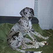 Bella a rejoint le concours — aidez-le/la à gagner de superbes lots ! dog, great_dane, spotted_coat, pet, indoor, couch, green_blanket, white_wall, window_blinds, sitting, looking_back, paw, tail, animal, companion, domestic, furniture, portrait, canine, household