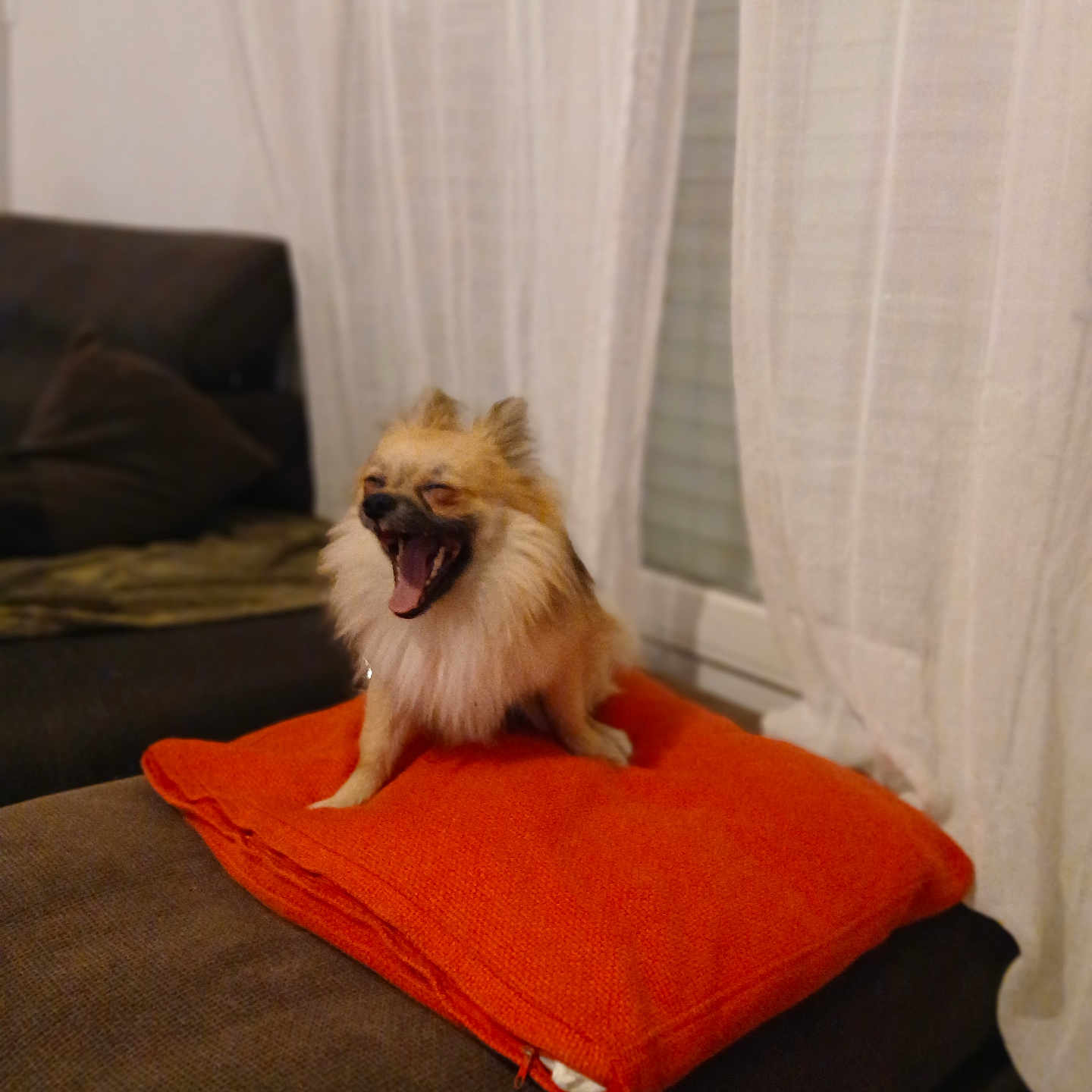 Teddy a rejoint le concours — aidez-le/la à gagner de superbes lots ! dog, pomeranian, orange_cushion, couch, indoor, pet, yawning, small_dog, fluffy, living_room, curtains, cozy, mouth_open, furniture, home, animal, canine, relaxed, seat, domestic