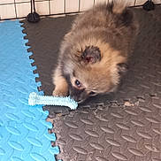 Teddy participe au concours pour gagner de l'argent avec cette photo : puppy, dog, toy, blue, floor_mat, indoor, pet, playful, fur, cute, chewing, brown, black, small, curious, animal, young, closeup, texture, resting