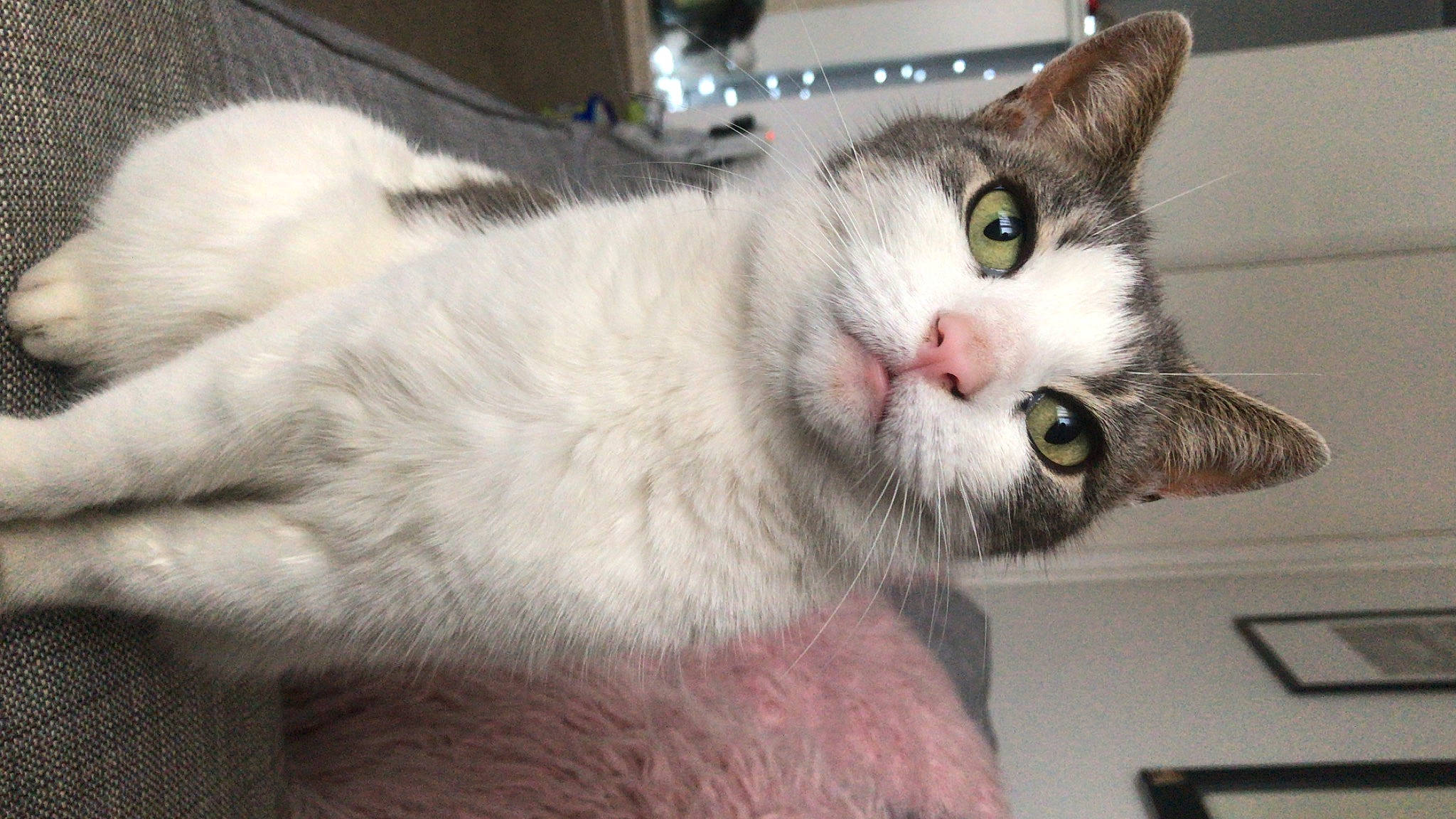 Faith joined the competition — help win amazing prizes! box, carnivore, cat, cat_furniture, cat_supply, collar, domestic_short_haired_cat, ear, felidae, fur, paw, pet_supply, small_to_medium_sized_cats, snout, whiskers