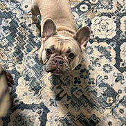 Isla is registered to the contest to win money with this photo: dog, french_bulldog, pet, indoor, carpet, patterned_rug, animal, cute, looking_up, ears, wrinkles, floor, domestic, small_dog, companion, adorable, canine, brown, curious, household