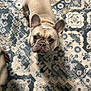 dog, french_bulldog, pet, indoor, carpet, patterned_rug, animal, cute, looking_up, ears, wrinkles, floor, domestic, small_dog, companion, adorable, canine, brown, curious, household
