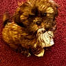 adorable, animal, brown_fur, carpet, companion, curious, cute, dog, domestic_animal, fluffy, fur, indoor, looking_up, pet, puppy, red_background, sitting, small_dog, white_fur, young_dog