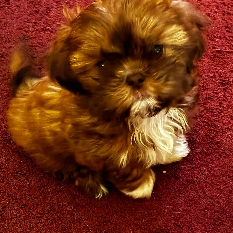 Ruby