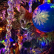 Smokey joined the competition — help win amazing prizes! kitten, cat, christmas_tree, ornament, blue_ball, reindeer_figurine, holiday_lights, icicle_decoration, festive, colorful_lights, pine_needles, decorations, holiday_season, cute, pet, animal, indoor, celebration, christmas, curious