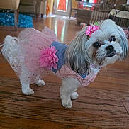 Chloe is registered to the contest to win money with this photo: animal, curious, cute, decor, dog, dress, ears, floor, flower, fur, furniture, home, indoor, living_room, pet, pink_bow, small_dog, sofa, tutu, wooden_floor