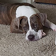 Kingston is registered to the contest to win money with this photo: animal, baseboard, brown, calm, canine, carpet, dog, door, ears, face, floor, fur, indoor, laying_down, looking, pet, quiet, resting, wall, white