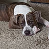 animal, baseboard, brown, calm, canine, carpet, dog, door, ears, face, floor, fur, indoor, laying_down, looking, pet, quiet, resting, wall, white