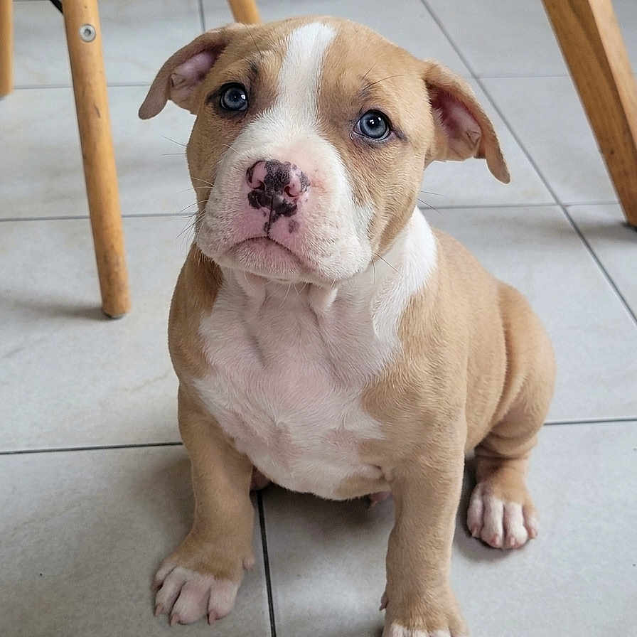 Xena participe au concours pour gagner de l'argent avec cette photo : puppy, dog, tan, white, sitting, floor, tile, indoor, pet, cute, young, animal, ears, nose, paws, looking, wooden_chair, furniture, domestic, adorable