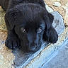 puppy, black_dog, laying_down, stone_floor, outdoor, cute, pet, animal, fur, small_dog, young_dog, looking_up, close_up, adorable, companion, domestic_animal, canine, relaxed, soft_fur, brown_eyes