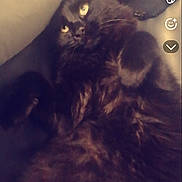 Neru participe au concours pour gagner de l'argent avec cette photo : cat, black_cat, fluffy, pet, indoor, couch, pillow, relaxed, lying_down, fur, whiskers, animal, domestic_animal, cute, cozy, portrait, looking_up, close_up, resting, feline