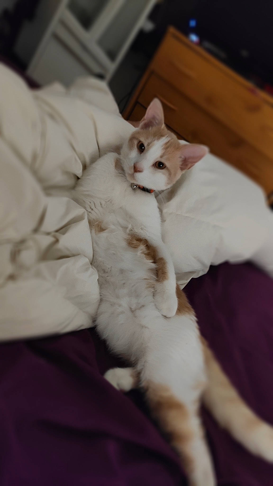 Pikatchu participe au concours pour gagner de l'argent avec cette photo : aegean_cat, american_curl, asian, burmilla, carnivore, cat, domestic_short_haired_cat, ear, felidae, fur, kitten, paw, ragdoll, room, singapura, small_to_medium_sized_cats, tail, turkish_angora, turkish_van, whiskers