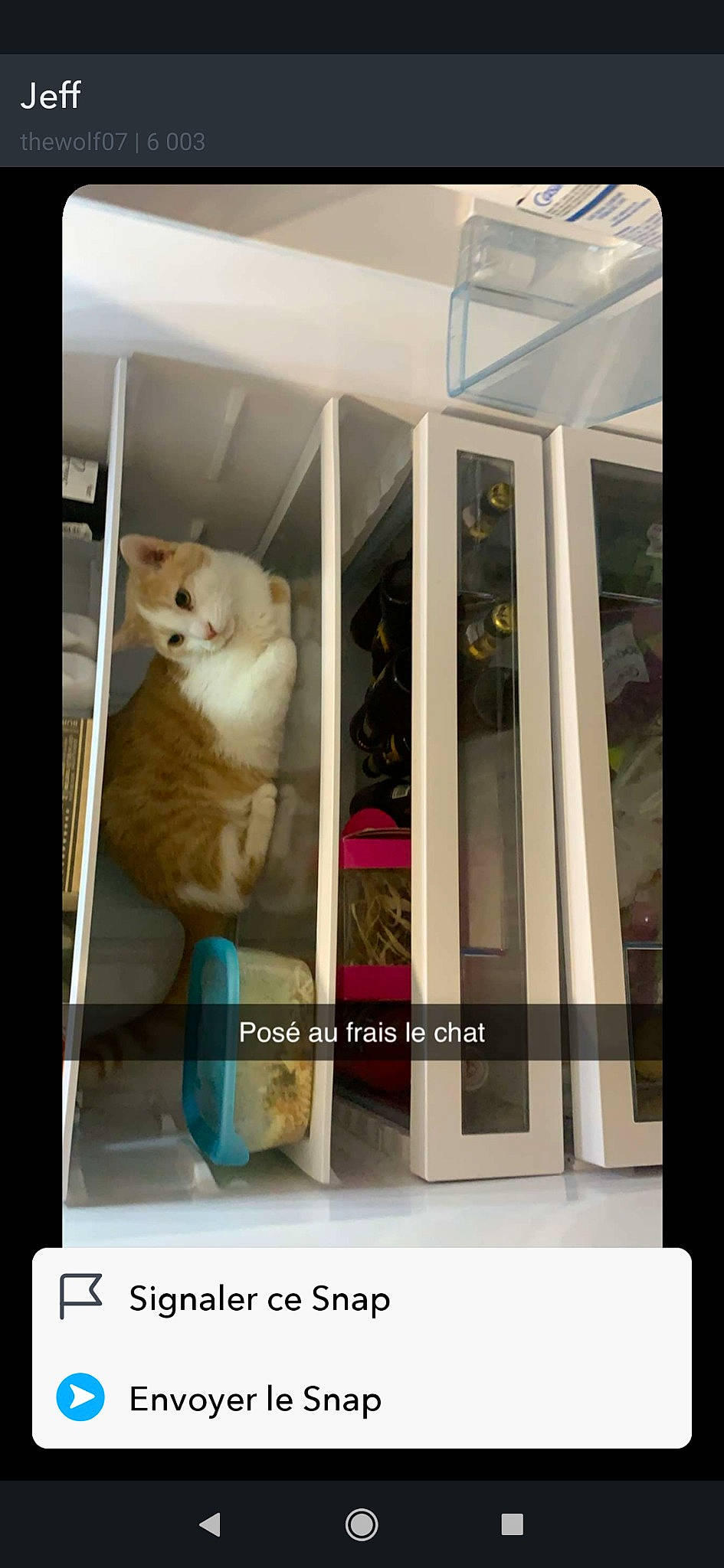 Pikatchu a rejoint le concours — aidez-le/la à gagner de superbes lots ! carnivore, cat, door, felidae, photo_caption, small_to_medium_sized_cats, window