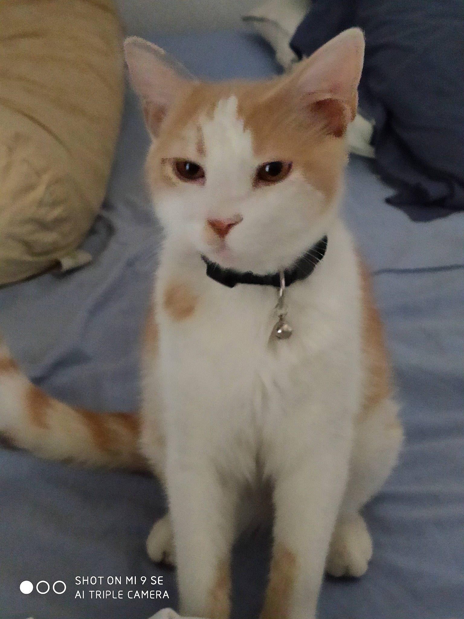 Pikatchu a rejoint le concours — aidez-le/la à gagner de superbes lots ! aegean_cat, american_wirehair, arabian_mau, asian, carnivore, cat, domestic_short_haired_cat, fawn, felidae, japanese_bobtail, khao_manee, kitten, mammal, polydactyl_cat, small_to_medium_sized_cats, tail, turkish_angora, turkish_van, vertebrate, whiskers