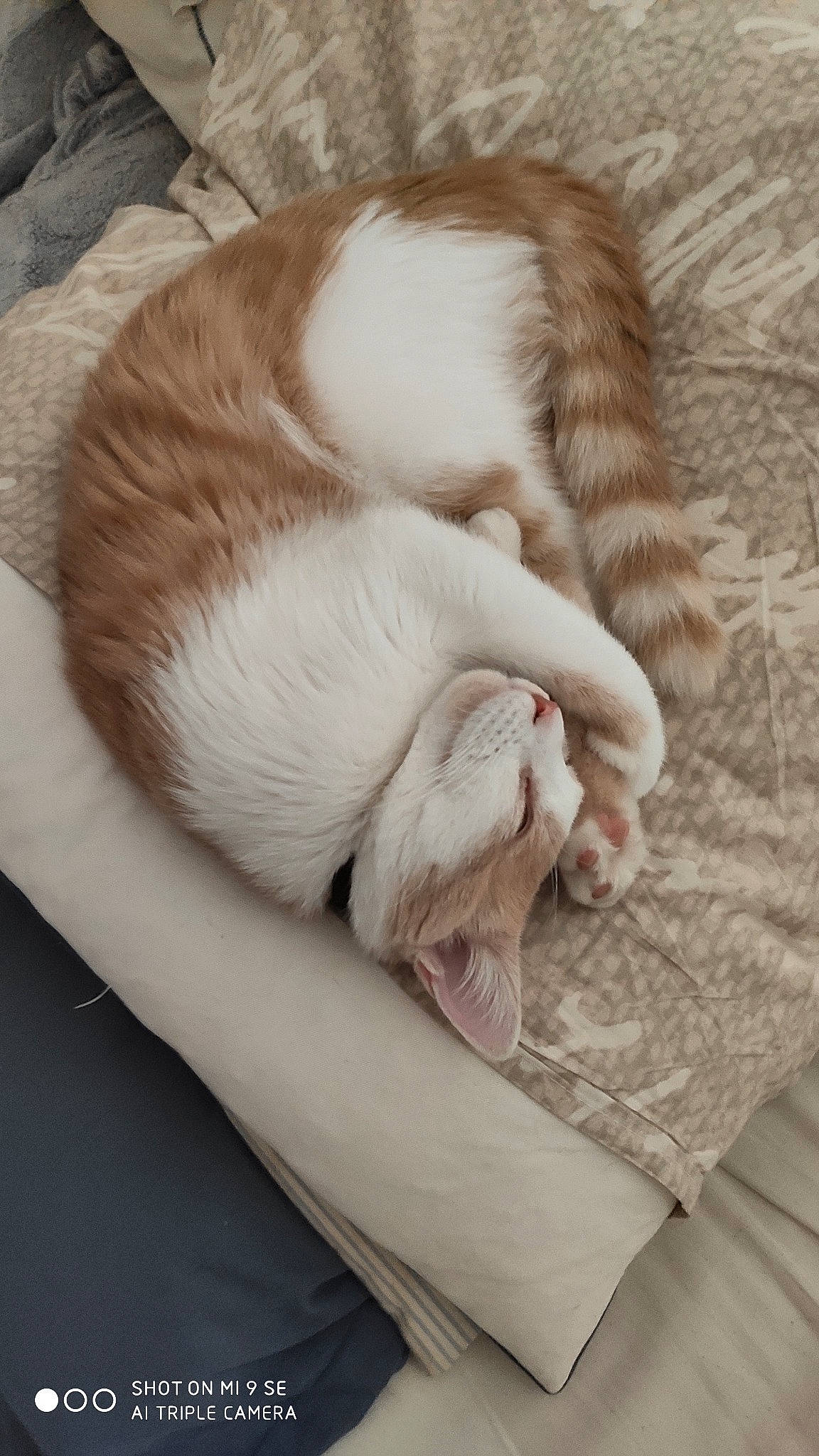 Pikatchu a rejoint le concours — aidez-le/la à gagner de superbes lots ! carnivore, cat, comfort, ear, european_shorthair, felidae, fur, kitten, nap, sleep, small_to_medium_sized_cats, tail, turkish_van, whiskers