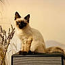 animal, blue_eyes, cat, dried_flowers, ears, fluffy_cat, fur, home, indoor, marshall_speaker, music_equipment, pet, portrait, siamese_cat, sitting, speaker, tail, wall, warm_lighting, whiskers