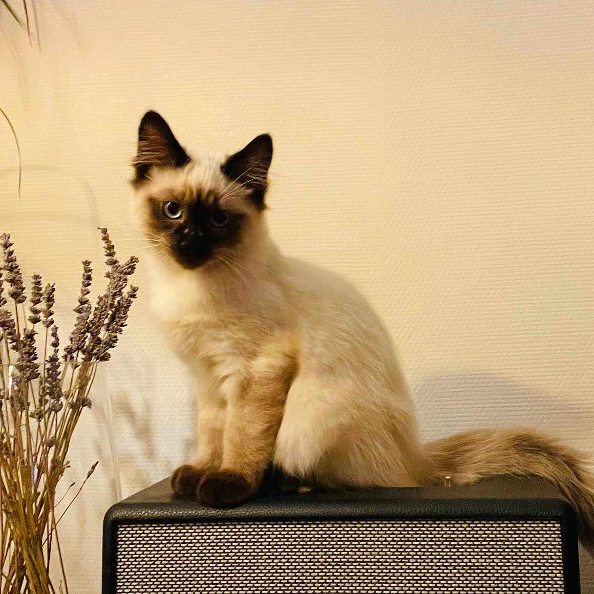 Yuki