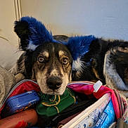 Aurora is registered to the contest to win money with this photo: dog, pet, indoor, resting, ears, blue_ears, faux_ears, bag, colorful, fabric, fur, animal, closeup, face, expression, comfort, cozy, relaxed, canine, portrait