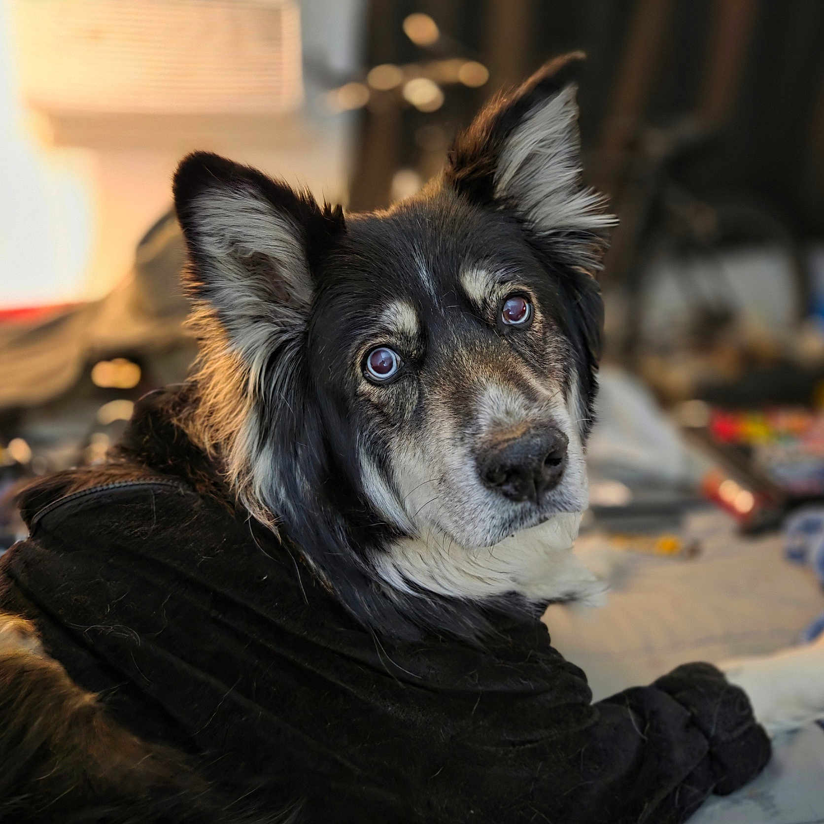 Aurora is registered to the contest to win money with this photo: animal, black_fur, blanket, canine, closeup, cozy, dog, domestic_animal, ears, eyes, face, fur, fur_texture, indoors, looking_back, muzzle, pet, portrait, resting, snout