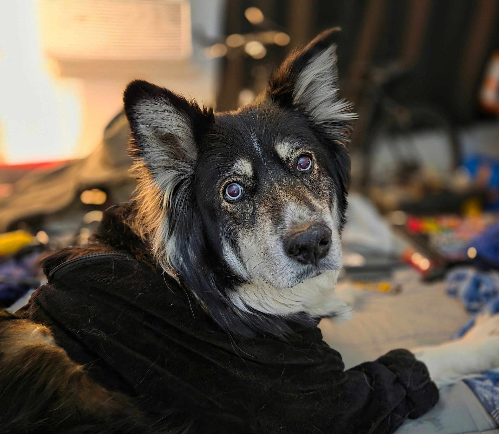 Aurora is registered to the contest to win money with this photo: dog, pet, animal, black_fur, ears, eyes, portrait, indoors, blanket, fur, muzzle, looking_back, cozy, canine, domestic_animal, closeup, face, snout, fur_texture, resting