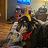 Aurora is registered to the contest to win money with this photo: dog, bandana, plush_toy, banana, couch, blanket, wooden_floor, lamp, dresser, microwave, indoor, pet, fur, black_and_white, red, toy, home, relaxed, animal, domestic