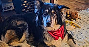 Aurora is registered to the contest to win money with this photo: dog, bandana, blanket, plush_toy, floor, wooden_floor, laundry_basket, indoor, pet, fur, ears, eyes, nose, mouth, paw, toy, comfort, relaxing, home, animal