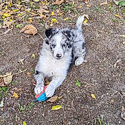 Aska a rejoint le concours — aidez-le/la à gagner de superbes lots ! puppy, dog, blue_merle, fur, toy, outdoor, leaves, dirt, grass, playful, pet, young_dog, paw, face, nose, sitting, ground, autumn_leaves, cute, adorable