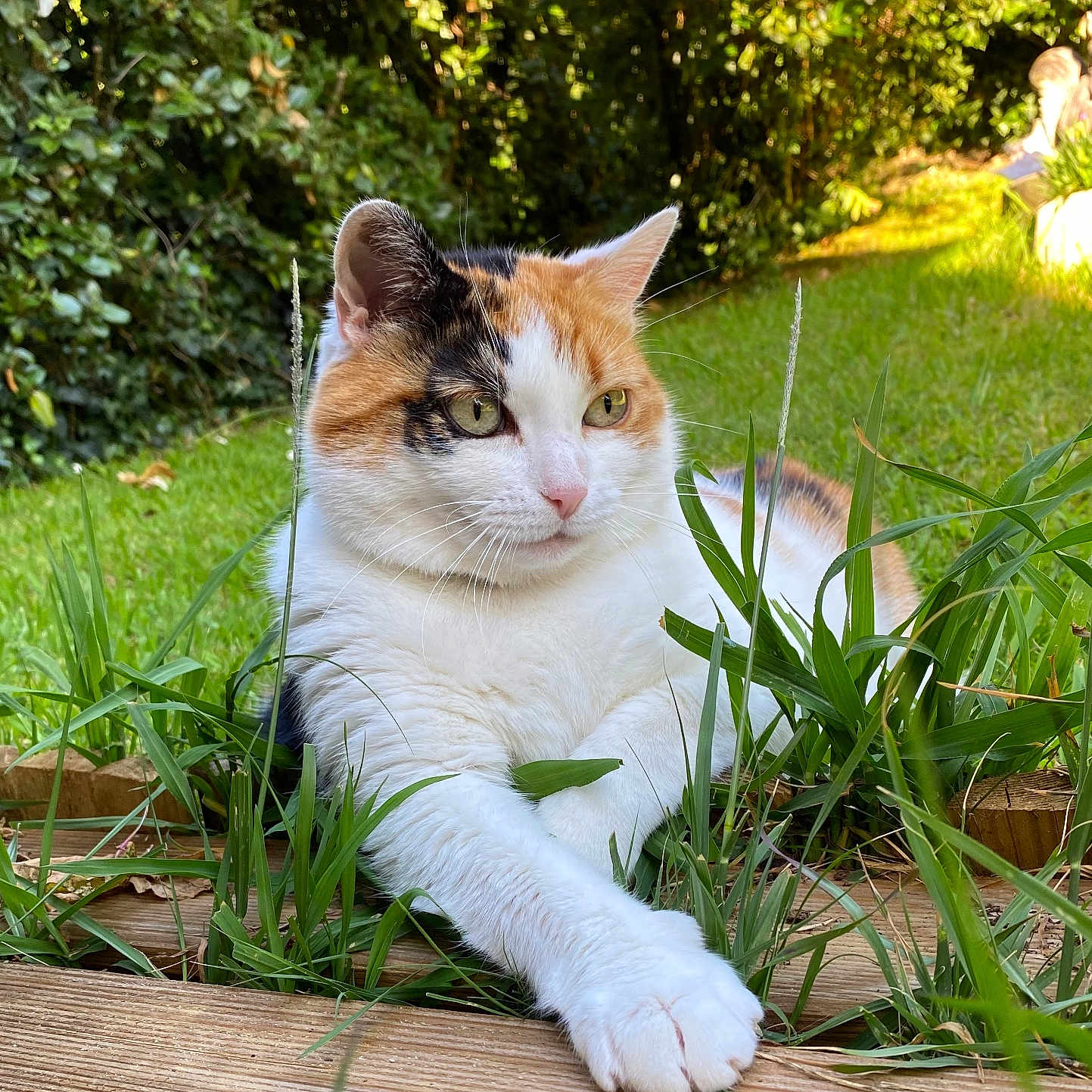Princesse a rejoint le concours — aidez-le/la à gagner de superbes lots ! animal, backyard, cat, grass, green, herbal, herbs, jar, leaf, manx, nature, outdoors, pet, plant, planter, pottedplant, pottery, vase, vegetation, wood