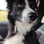 Tess a rejoint le concours — aidez-le/la à gagner de superbes lots ! dog, black_and_white, border_collie, pet, animal, car_interior, seat, window, fur, close_up, portrait, ears, nose, whiskers, collar, brown_eyes, sitting, looking_out, daylight, calm
