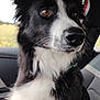 dog, black_and_white, border_collie, pet, animal, car_interior, seat, window, fur, close_up, portrait, ears, nose, whiskers, collar, brown_eyes, sitting, looking_out, daylight, calm