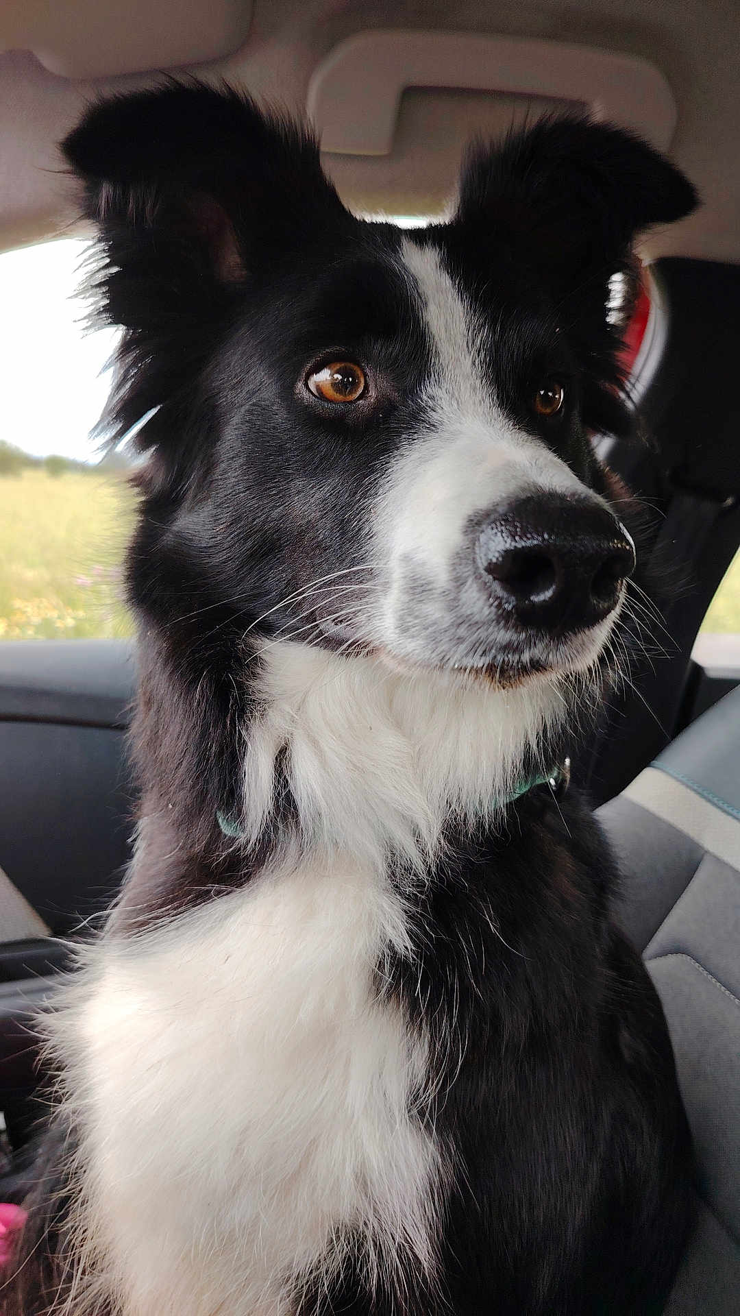 Tess a rejoint le concours — aidez-le/la à gagner de superbes lots ! dog, black_and_white, border_collie, pet, animal, car_interior, seat, window, fur, close_up, portrait, ears, nose, whiskers, collar, brown_eyes, sitting, looking_out, daylight, calm