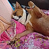 Sissy is registered to the contest to win money with this photo: animal, bed, blanket, butterfly_pattern, canine, collar, comfortable, cozy, cute, dog, fur, indoor, lying_down, paw, pet, pink, playful, relaxed, resting, sleepy