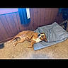 Sissy is registered to the contest to win money with this photo: animal, blanket, brown_dog, carpet, cozy, curtain, cushion, dog, domestic, floor, home, indoor, laying_down, pet, relaxed, resting, side_view, white_dog, window, wood_paneling