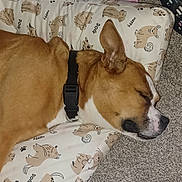 Sissy is registered to the contest to win money with this photo: animal, black_collar, brown_dog, carpet, cartoon_dogs, closeup, cozy, cute, dog, fabric, indoor, nap, pattern, pet, pillow, relaxed, resting, side_profile, sleeping, white_markings