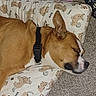 animal, black_collar, brown_dog, carpet, cartoon_dogs, closeup, cozy, cute, dog, fabric, indoor, nap, pattern, pet, pillow, relaxed, resting, side_profile, sleeping, white_markings