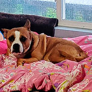 Sissy is registered to the contest to win money with this photo: dog, brown_dog, indoor, blanket, pink_blanket, floral_pattern, window, rainy_window, couch, resting, pet, canine, cozy, animal, fur, mammal, relaxed, bedroom, home, comfort