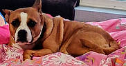 Sissy is registered to the contest to win money with this photo: animal, bedroom, blanket, brown_dog, canine, comfort, couch, cozy, dog, floral_pattern, fur, home, indoor, mammal, pet, pink_blanket, rainy_window, relaxed, resting, window