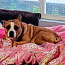 dog, brown_dog, indoor, blanket, pink_blanket, floral_pattern, window, rainy_window, couch, resting, pet, canine, cozy, animal, fur, mammal, relaxed, bedroom, home, comfort
